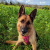 Orla
