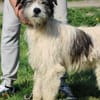 Connor- hübscher Wuschelrüde
