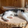 Flecki und Lea suchen eine Familie