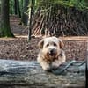 BALU - Großer Wachhund auf kurzen Beinen