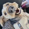 BALU - Großer Wachhund auf kurzen Beinen