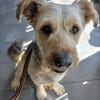 BALU - Großer Wachhund auf kurzen Beinen