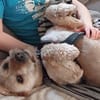 BALU - Großer Wachhund auf kurzen Beinen