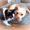 BALU - Großer Wachhund auf kurzen Beinen