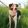 Lio sucht ein geduldiges Zuhause