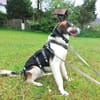 Lio sucht ein geduldiges Zuhause