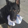 Eddy sucht aktives Zuhause