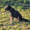 Eddy sucht aktives Zuhause