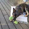 Eddy sucht aktives Zuhause