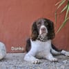 DANKO