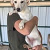 TIMO-hübscher, selbstbewusster Jung-Rüde, 33 cm