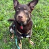 Coco sucht aktive Pflege- oder Endstelle