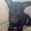Coco sucht aktive Pflege- oder Endstelle