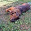 Remus sucht dringend neue Pflegestelle oder Zuhause