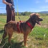 Remus sucht dringend neue Pflegestelle oder Zuhause