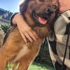 Remus sucht dringend neue Pflegestelle oder Zuhause
