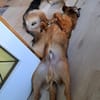 Remus sucht dringend neue Pflegestelle oder Zuhause