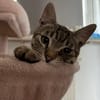 🐾Neugieriger Kater Woody🐾