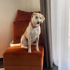 liebe Familienhündin sucht neues Zuhause