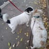 Bibi - stadttaugliche Katzenfreundin