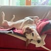 NATALE - Traumhund auf PS in Hessen