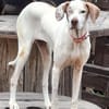 Jara