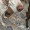 Jara