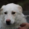 Manja - sensibel u. freundlich