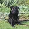 STANISLAUS -perfekter Begleiter-