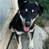 Solvi - bezauberndes Hundemädchen sucht ihr Zuhause