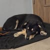Stitch, ruhiger Welpe sucht neues Zuhause