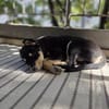 Stitch, ruhiger Welpe sucht neues Zuhause
