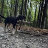 Stitch, ruhiger Welpe sucht neues Zuhause