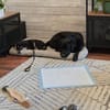 Stitch, ruhiger Welpe sucht neues Zuhause
