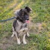 AMAYA  Kleine Hündin mit großem Kuschelpotenzial