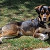 Leni, stubenreine Familienhündin, ca, 2 Jahre, ca. 54 cm. ca