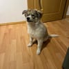 Tiva, intelligenter Welpe sucht neues Zuhause