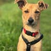 💗🐾 TINY (TYA)  KLEINE HÜNDIN MIT GANZ VIEL LEBENSFREUDE