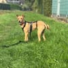 💗🐾 TINY (TYA)  KLEINE HÜNDIN MIT GANZ VIEL LEBENSFREUDE