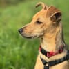 💗🐾 TINY (TYA)  KLEINE HÜNDIN MIT GANZ VIEL LEBENSFREUDE