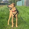 💗🐾 TINY (TYA)  KLEINE HÜNDIN MIT GANZ VIEL LEBENSFREUDE