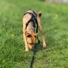 💗🐾 TINY (TYA)  KLEINE HÜNDIN MIT GANZ VIEL LEBENSFREUDE