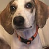 Lexi 🥰 kluge lernbereite Junghündin auf Pflegestelle
