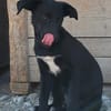 Kleine ♥ Ava ♥ liebe Junghündinschnute wartet in 26789 Leer