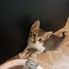 Joey und Chandler aus dem Tierschutz