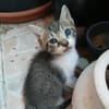 Joey und Chandler aus dem Tierschutz
