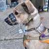 Starkes Frauchen für Milo gesucht