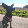 🐾 Ria sucht ihre Menschen