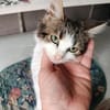 Langhaarmix Poof aus dem Tierschutz