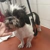 Bofur💕 lieber und unkomplizierter kleiner Rüde